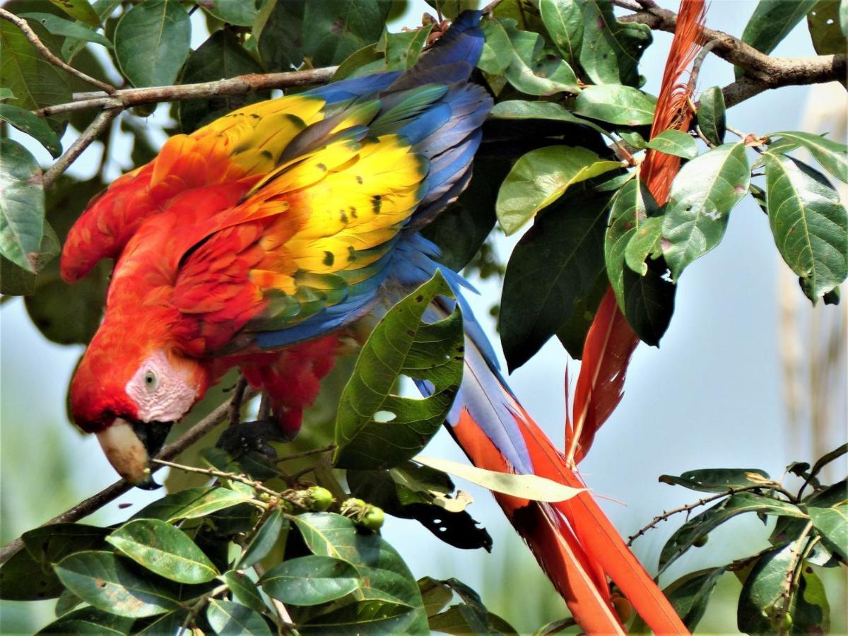 Encanto Lodge Drake Bay Bagian luar foto